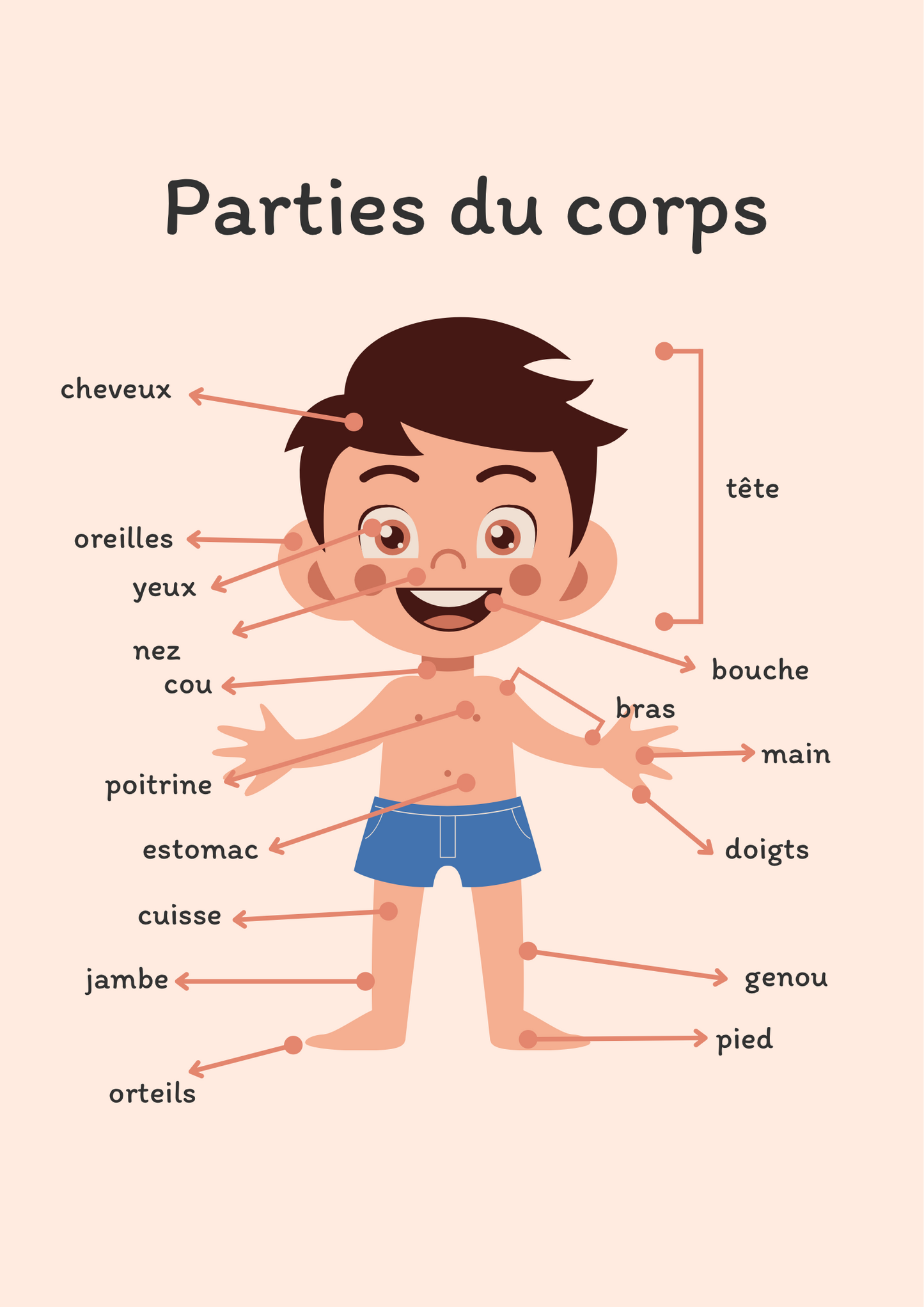 Affiche corps humain